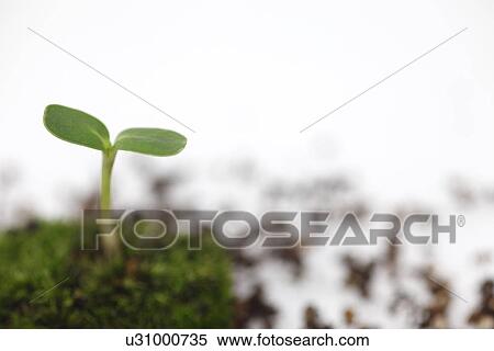 Stock Photography - Sapling. Fotosearch