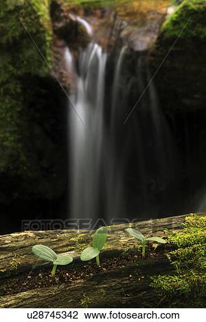 Stock Image - Saplings growing on tree trunk. Fotosearch