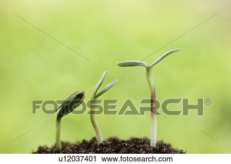 Saplings View Large Photo Image Stock Image - Saplings. Fotosearch