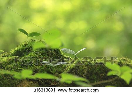Stock Image - Saplings. Fotosearch