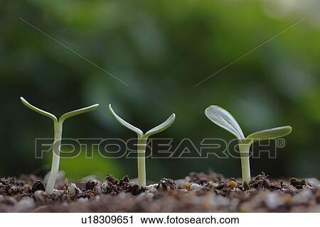 Stock Image - Saplings. Fotosearch
