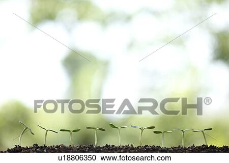 Saplings View Large Photo Image Stock Image - Saplings. Fotosearch
