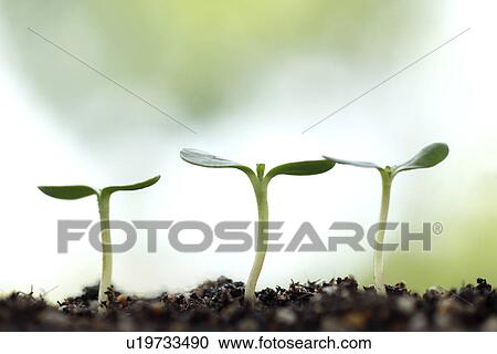 Stock Image - Saplings. Fotosearch