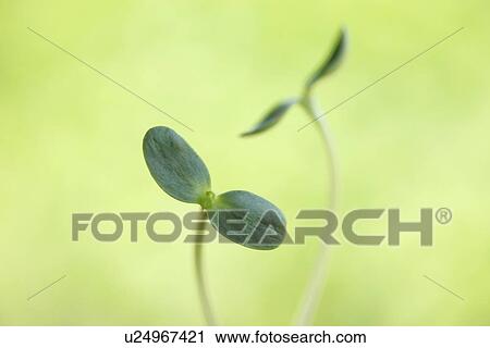 Stock Image - Saplings. Fotosearch