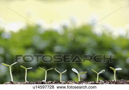 Stock Photo - Saplings. Fotosearch