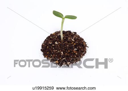 Stock Photo - Saplings. Fotosearch