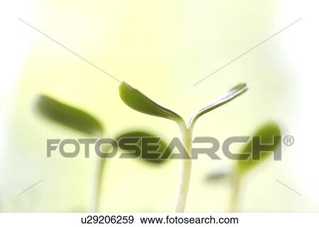 Stock Photo - Saplings. Fotosearch