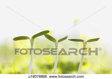 Stock Photograph - Saplings. Fotosearch