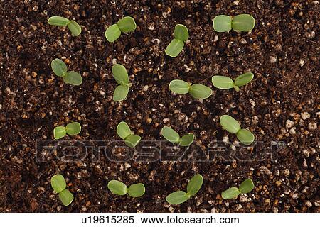 Stock Photography - Saplings. Fotosearch