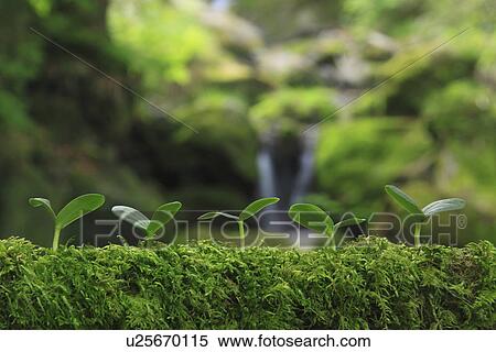Stock Photography - Saplings. Fotosearch