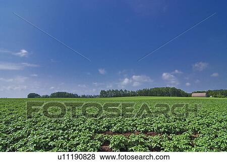 Scenery of field, Hokkaido prefecture, Japan View Large Photo Image Stock Photo - Scenery of field, Hokkaido prefecture, Japan. Fotosearch