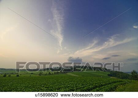 Stock Image - Scenery of field in the evening. Fotosearch
