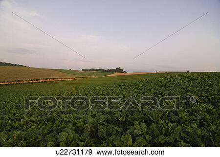 Stock Photo - Scenery of field in the evening. Fotosearch