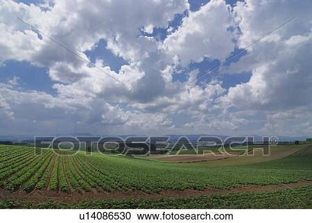 Stock Image - Scenery of field. Fotosearch