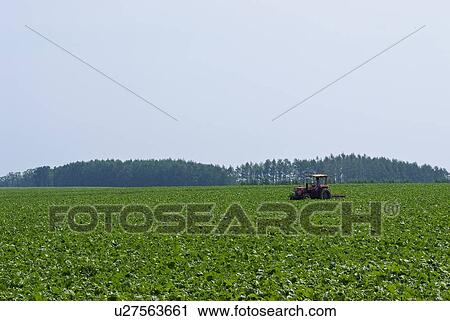 Scenery of field View Large Photo Image Stock Image - Scenery of field. Fotosearch