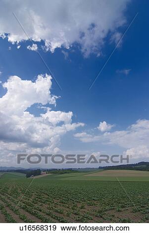 Stock Photo - Scenery of field. Fotosearch