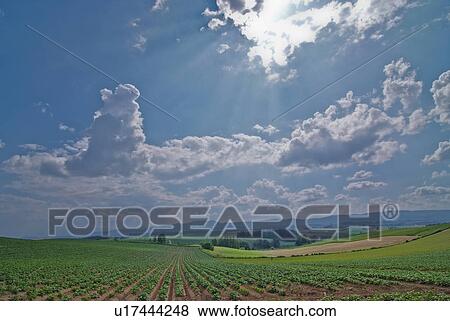 Stock Photo - Scenery of field. Fotosearch