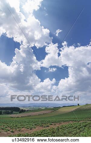 Stock Photograph - Scenery of field. Fotosearch