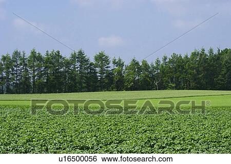 Stock Photograph - Scenery of field. Fotosearch