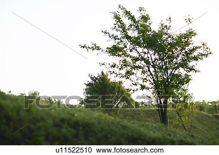 Scenery of Green Field View Large Photo Image Stock Image - Scenery of Green Field. Fotosearch