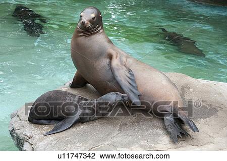 Stock Image - Sea lions. Fotosearch
