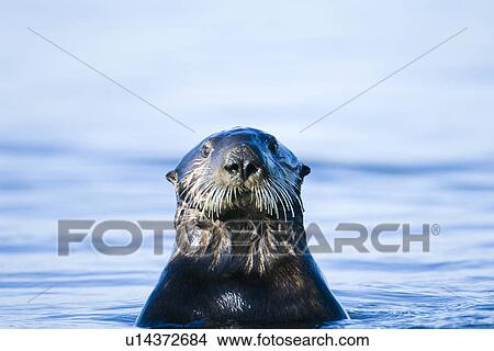 Picture - Sea otter. Fotosearch