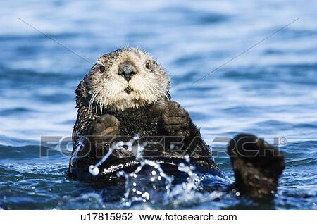 Stock Image - Sea otter swimming. Fotosearch