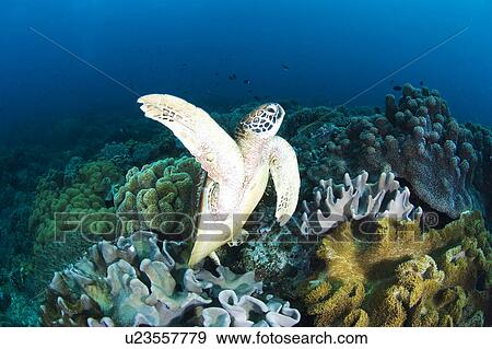 Stock Photo - Sea turtle swimming underwater. Fotosearch