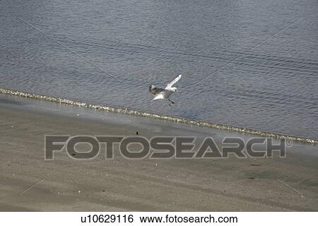 Stock Photograph - Seagull at beach. Fotosearch