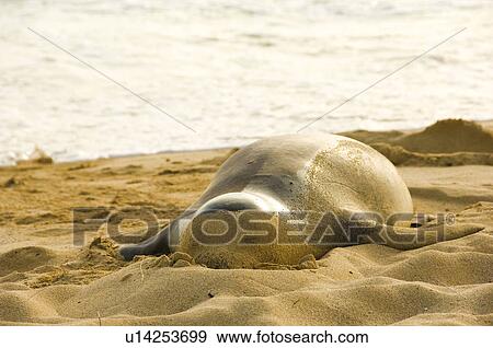 Stock Photo - Seal sleeping on beach. Fotosearch