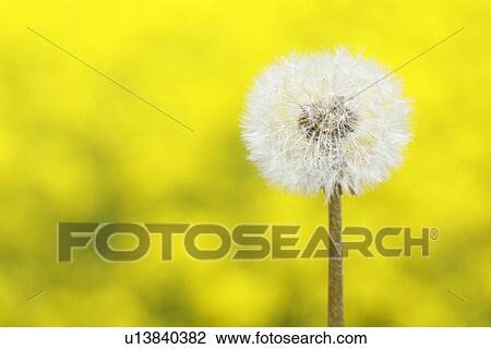 Stock Image - Seeds of dandelion, close up, differential focus. Fotosearch