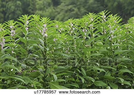 Stock Photo - Sesame seed flowers and plants. Fotosearch