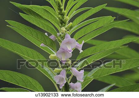 Stock Image - Sesame seed flowers, pods and plants. Fotosearch