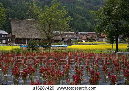 Stock Image - Shirakawago village. Fotosearch