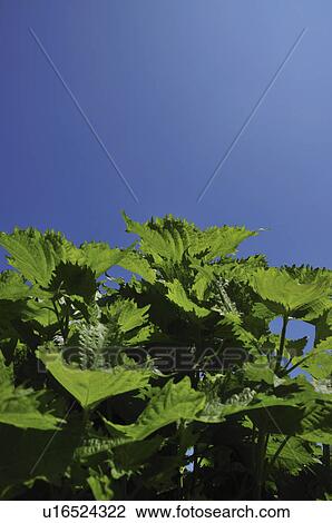 Stock Image - Shiso plants. Fotosearch