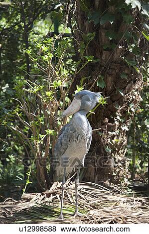 Stock Photo - Shoebill. Fotosearch