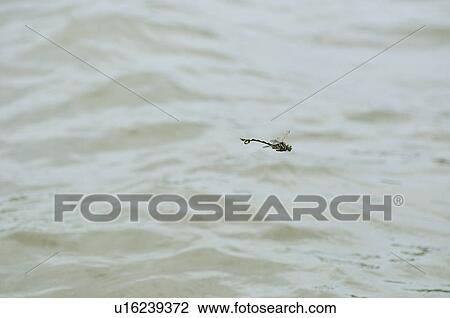 Stock Image - Sinictinogomphus clavatus flying over water. Fotosearch