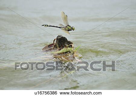 Stock Photograph - Sinictinogomphus clavatus flying over water. Fotosearch