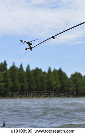 Sinictinogomphus clavatus on fishing rod View Large Photo Image Stock Photo - Sinictinogomphus clavatus on fishing rod. Fotosearch