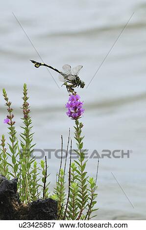 Stock Photo - Sinictinogomphus clavatus on plant. Fotosearch