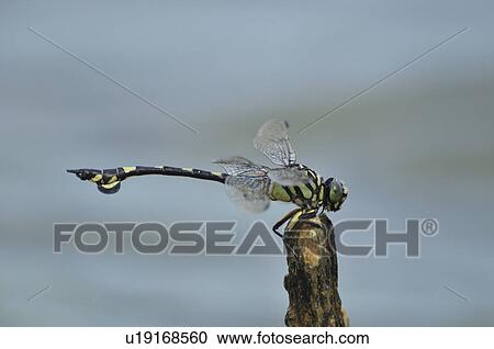 Sinictinogomphus clavatus on tree stump View Large Photo Image Stock Image - Sinictinogomphus clavatus on tree stump. Fotosearch