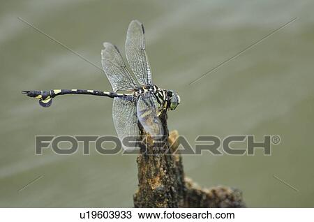 Sinictinogomphus clavatus on tree stump View Large Photo Image Stock Image - Sinictinogomphus clavatus on tree stump. Fotosearch