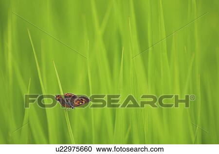 Small copper (Lycaena phlaeas) on grass View Large Photo Image Stock Image - Small copper (Lycaena phlaeas) on grass. Fotosearch