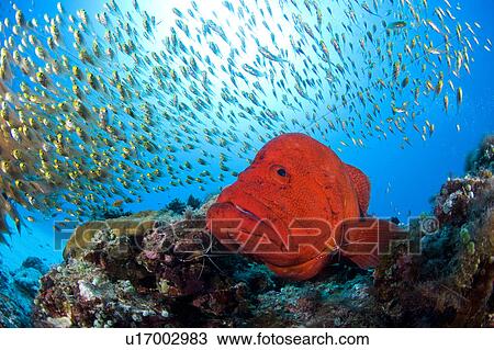 Stock Image - Small fishes and tomato grouper (Cephalopholis sonnerati). Fotosearch