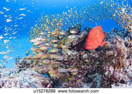 Stock Photo - Small fishes and tomato grouper (Cephalopholis sonnerati). Fotosearch