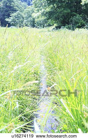 Stock Photo - Small stream passing through field. Fotosearch