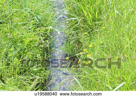 Stock Image - Small stream. Fotosearch