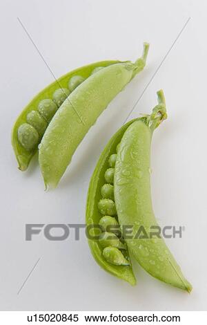 Snap peas with water drops, close up, white background View Large Photo Image Stock Photography - Snap peas with water drops, close up, white background. Fotosearch