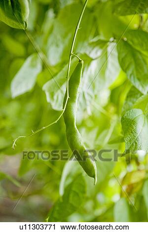 Stock Image - Snow pea on branch, close up, differential focus. Fotosearch