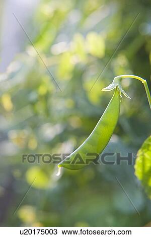 Snow pea on branch, close up, differential focus View Large Photo Image Stock Image - Snow pea on branch, close up, differential focus. Fotosearch